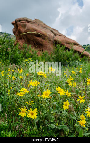 Un champ de fleurs sauvages jaune devant un rocher dans le Red Rocks Park Banque D'Images