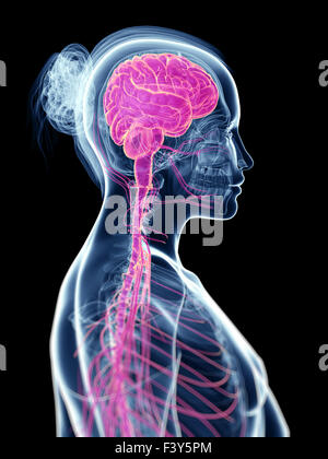 Rendu 3d illustration du cerveau féminin Banque D'Images