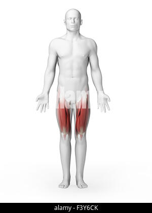 Rendu 3d illustration - les muscles de la jambe supérieure Banque D'Images