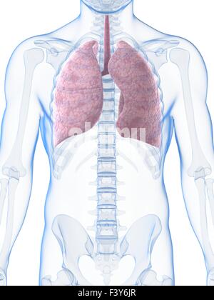 Rendu 3d illustration du poumon mâle Banque D'Images