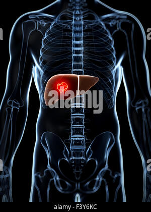 Rendu 3d illustration de la foie mâle Banque D'Images