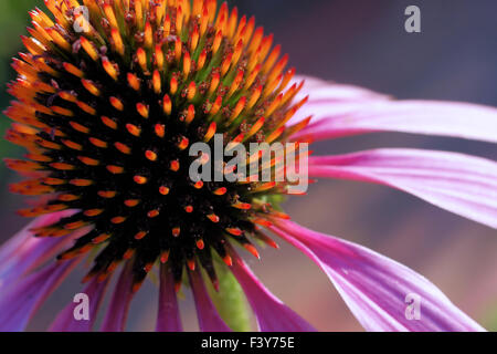 D'une fleur echinacea-plant, close-up Banque D'Images