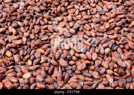 Cacao en fèves séchées, close-up photo Banque D'Images