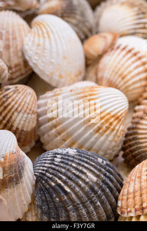 Heap sea shells texturé Banque D'Images