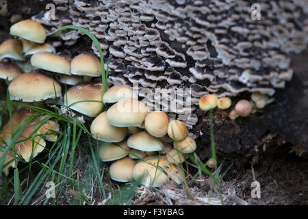 Soufre soufre Tuft Champignons, touffe, ou en cluster woodlover pousse dans de grosses masses sur les souches en décomposition et les racines mortes dans les forêts Banque D'Images