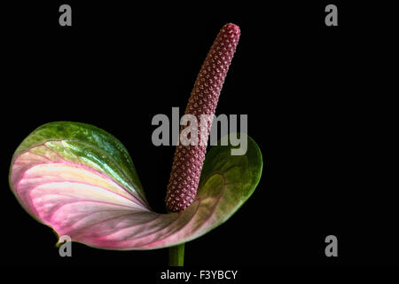 Fleurs flamingo Banque D'Images