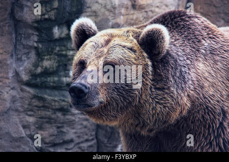 l’ours II Banque D'Images