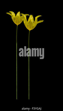 Deux hautes tulipes jaune sur noir isolé Banque D'Images
