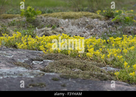 Mossy Stonecrop jaune Banque D'Images