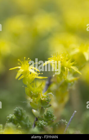 Mossy Stonecrop macro jaune Banque D'Images