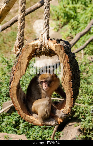 Macaques japonais au Zoo, Plock Pologne Banque D'Images