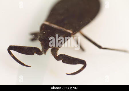 Nepa cinerea scorpion de l'eau sur un arrière-plan Banque D'Images