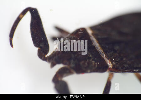 Nepa cinerea scorpion de l'eau sur un arrière-plan Banque D'Images