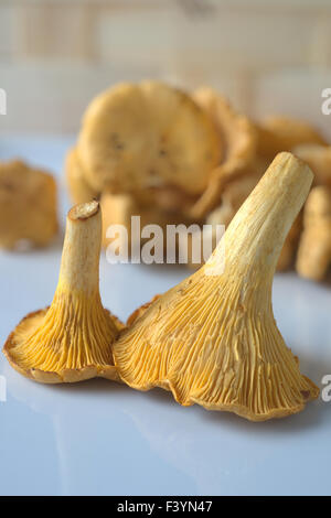 Chanterelles Banque D'Images