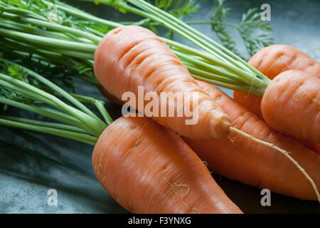 Macro de carottes fraîchement récolté avec des dessus de la lumière naturelle dans le jardin. Banque D'Images