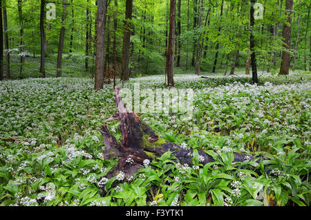 L'ail sauvage dans la forêt au printemps Banque D'Images