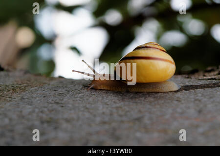 Snail on tree branch Banque D'Images