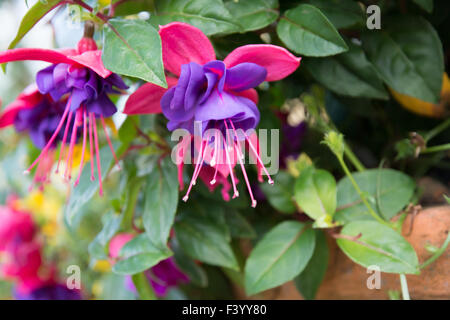 Fuchsia libre dans un jardin Banque D'Images