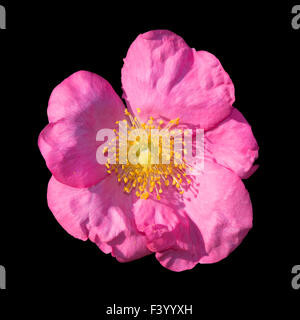 Wild Rose isolated on black Banque D'Images