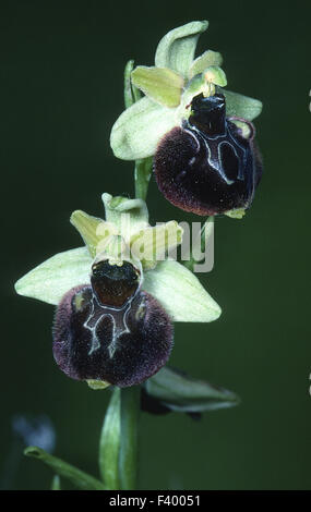 Orchid Ophrys sphegodes Banque D'Images