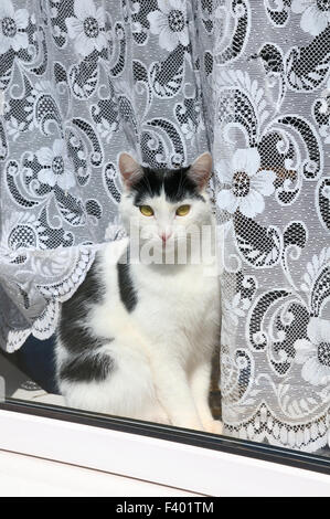 Aux cheveux courts intérieurs moggy chat assis dans une fenêtre Banque D'Images