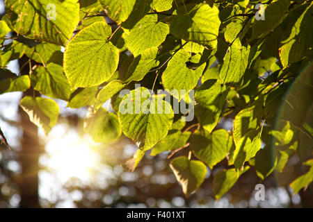 Linden leaves in forest, rétroéclairé Banque D'Images