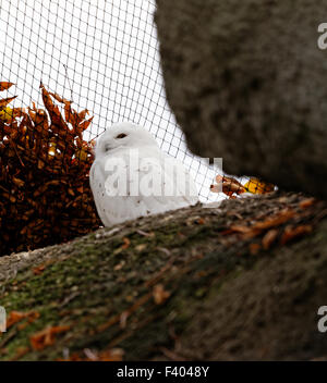 Hibou dans le zoo Banque D'Images