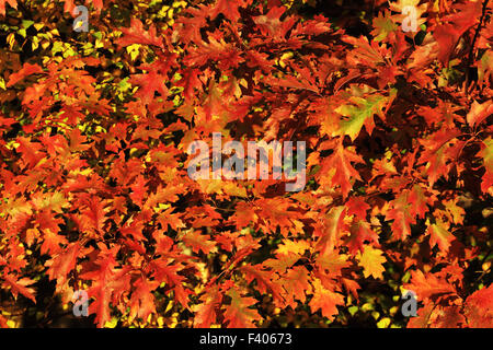 Northern red oak, Quercus rubra Banque D'Images