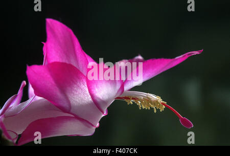 Cactus de Noël ; fleur Banque D'Images