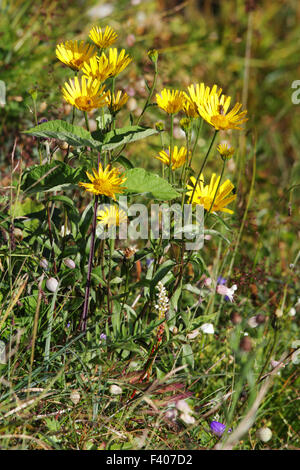 Feuille de saule Buphthalmum salicifolium, oxeye Banque D'Images