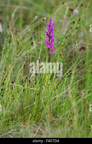 Début marsh orchid, Dactylorhiza incarnata Banque D'Images