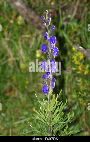 Aconitum napellus Monkshood, Banque D'Images