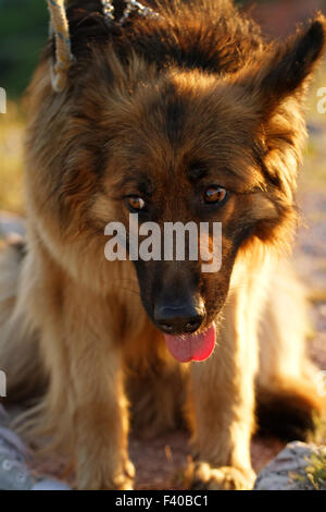 Photo d'un chien de berger allemand Banque D'Images