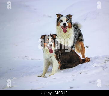 Les chiens de berger australien sur la neige Banque D'Images