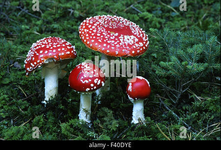 Rouge, champignons agaric fly, Amanita muscaria Banque D'Images