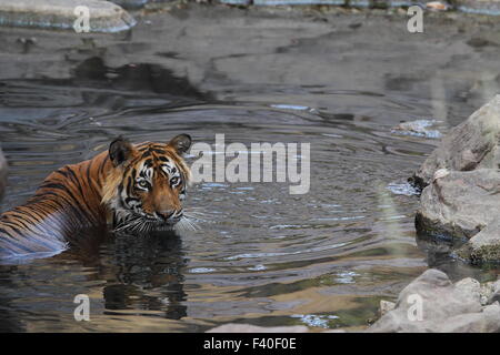 Tigre du Bengale Royal de ralentissement en été chaud de Ranthambhore National Park Banque D'Images