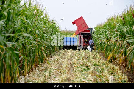 Beijing, Chine, province de Henan. 7 Oct, 2015. Un reaper travaille dans un champ de maïs à Wumaying Ville de Nanpi, comté de la province du Henan en Chine centrale, le 7 octobre 2015. La saison des récoltes en Chine est influencée par les cultures à maturité. © Pe Yu/Xinhua/Alamy Live News Banque D'Images