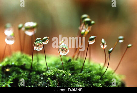 sur mousse de rosée Banque D'Images