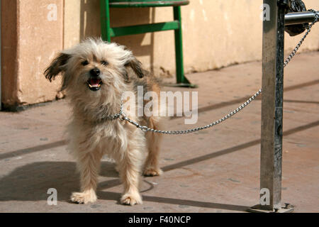 chien d’attente Banque D'Images