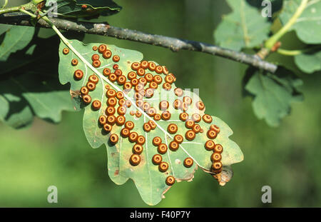 Gall wasp feuille de chêne sur Banque D'Images