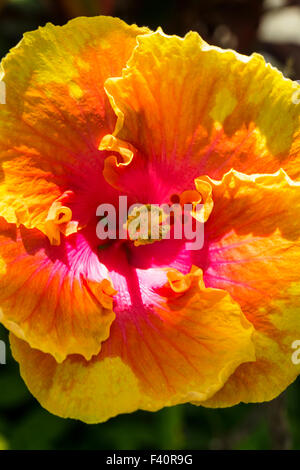 Hula Girl chinois ; HIBISCUS hibiscus rosa ; ; ; ; Kauai Kalapaki Bay Hawai'i ; USA Banque D'Images