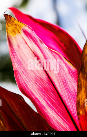 TI FEUILLE ; Cordyline terminalis ; ; ; Kauai Kalapaki Bay Hawai'i ; USA Banque D'Images