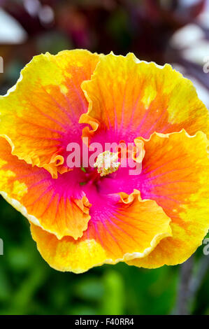 Hula Girl chinois ; HIBISCUS hibiscus rosa ; ; ; ; Kauai Kalapaki Bay Hawai'i ; USA Banque D'Images