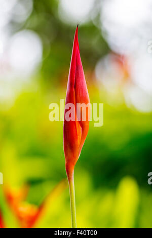 HELICONIA Heliconia psittacorum ; "RUBRA" ; ; ; Kauai Kalapaki Bay Hawai'i ; USA Banque D'Images