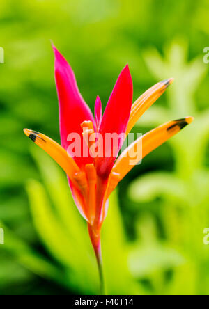 HELICONIA Heliconia psittacorum ; "RUBRA" ; ; ; Kauai Kalapaki Bay Hawai'i ; USA Banque D'Images