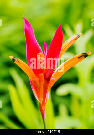 HELICONIA Heliconia psittacorum ; "RUBRA" ; ; ; Kauai Kalapaki Bay Hawai'i ; USA Banque D'Images