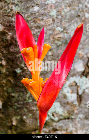 HELICONIA Heliconia psittacorum ; "RUBRA" ; ; ; Kauai Kalapaki Bay Hawai'i ; USA Banque D'Images