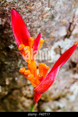 HELICONIA Heliconia psittacorum ; "RUBRA" ; ; ; Kauai Kalapaki Bay Hawai'i ; USA Banque D'Images