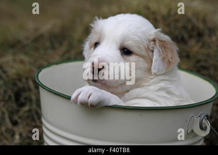 Border Collie chiot dans un seau Banque D'Images