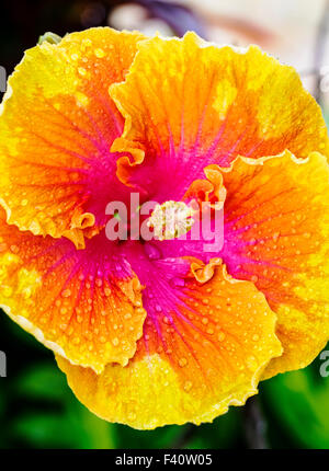 Gouttes ; chinois ; HIBISCUS hibiscus rosa Hula Girl ; ; Kalapaki Bay, Kaua'i, Hawaii, USA Banque D'Images